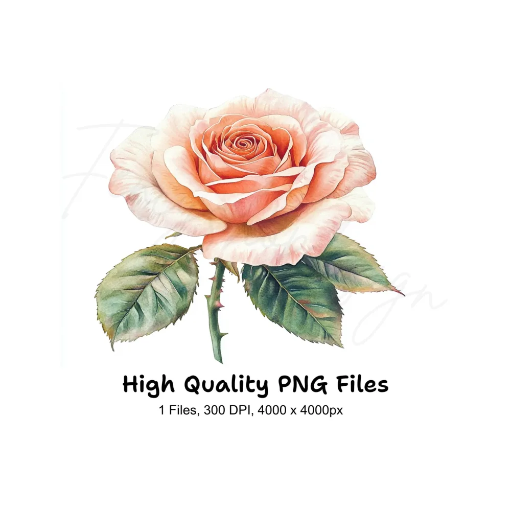 Elegant Peach Rose Clipart Bundle