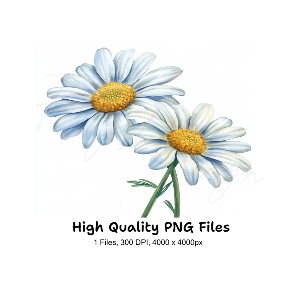 Elegant Daisy Flowers Clipart Bundle