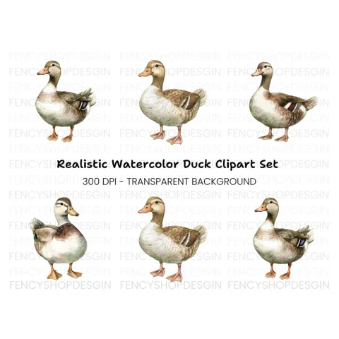 Cute Mallard Duck Clipart Bundle