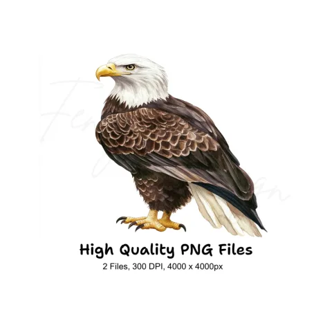Realistic Bald Eagle Standing Clipart Bundle