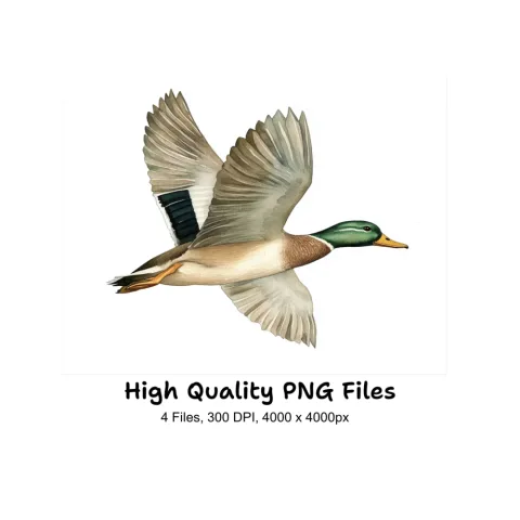 Flying Mallard Duck Clipart Bundle