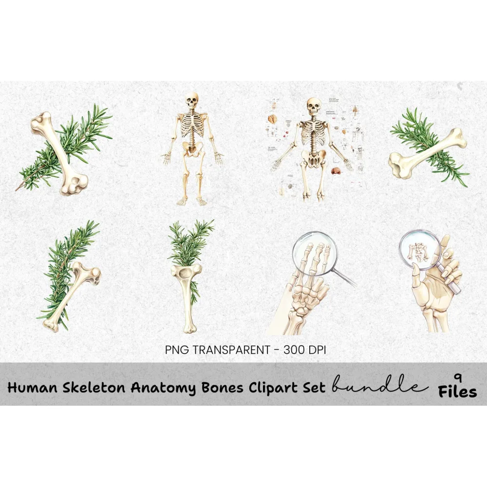 Human Skeleton Anatomy Bones Clipart Bundle