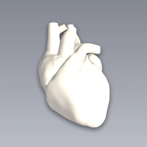 Anatomical Heart 3D Print STL File