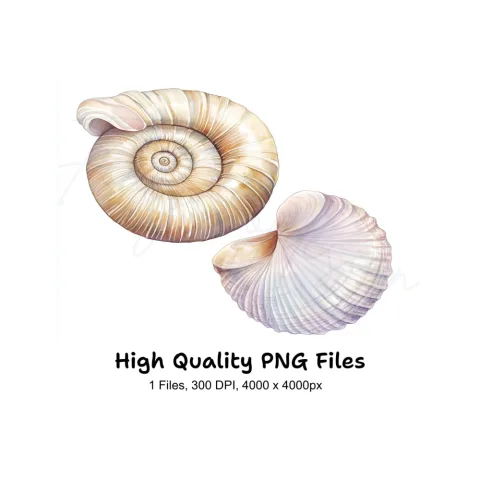 Seashells Clipart Bundle
