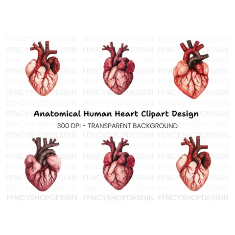 Anatomical Human Heart Clipart Bundle