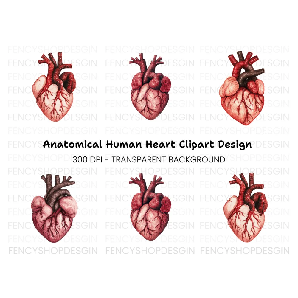 Anatomical Human Heart Clipart Bundle