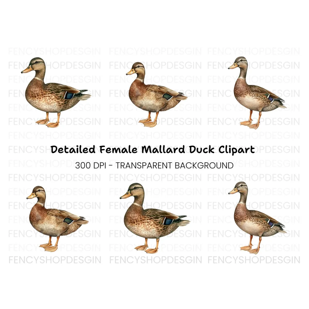 Female Mallard Duck Clipart Bundle