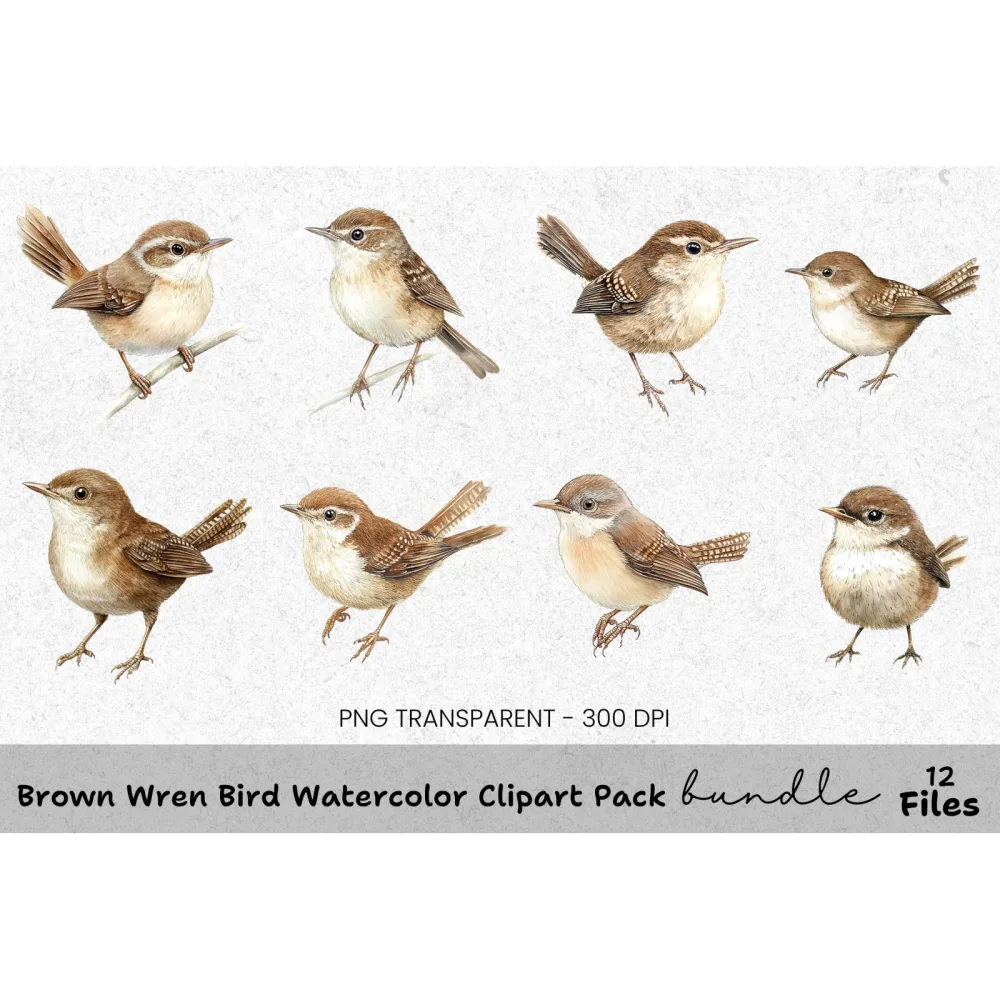Brown Wren Bird Clipart Bundle