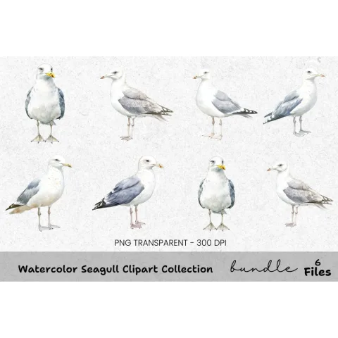 Seagull Clipart Bundle