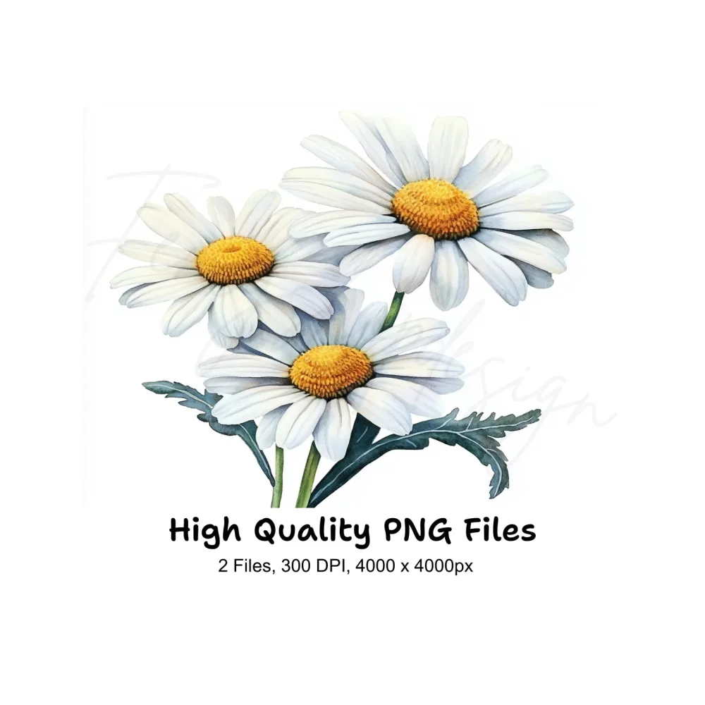 Daisy Flower Clipart Bundle