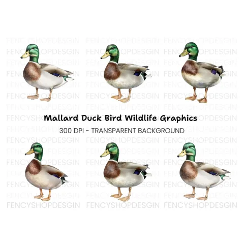 Mallard Duck Male Clipart Bundle
