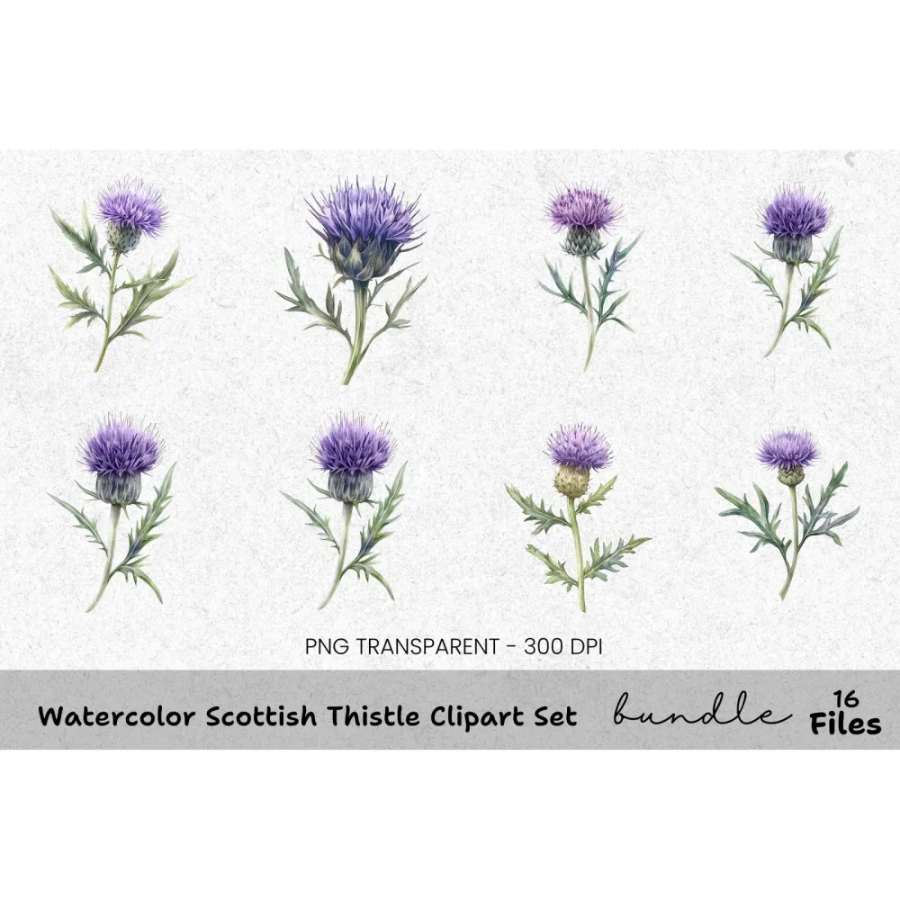 Scottish Thistle Clipart Bundle