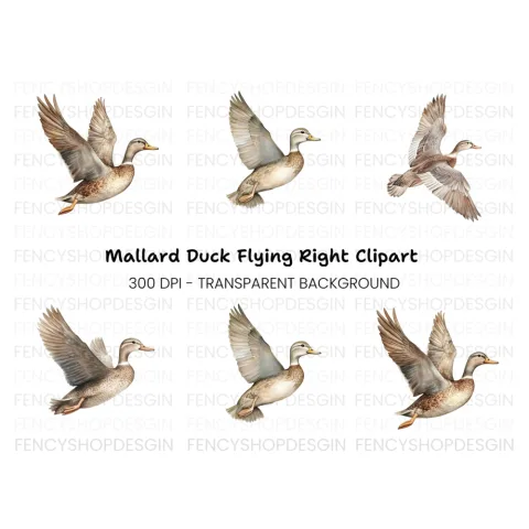 Flying Mallard Duck Clipart Bundle