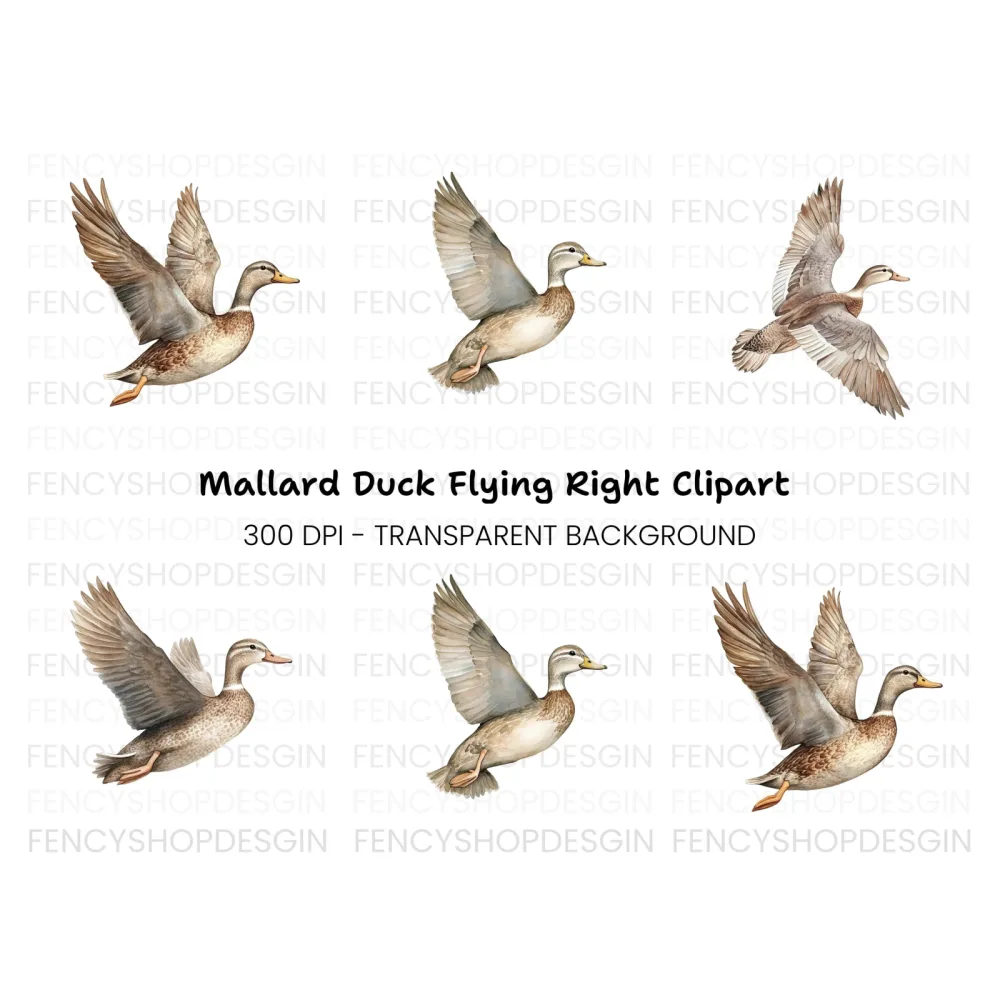 Flying Mallard Duck Clipart Bundle