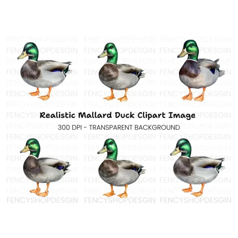Realistic Mallard Duck Clipart Bundle