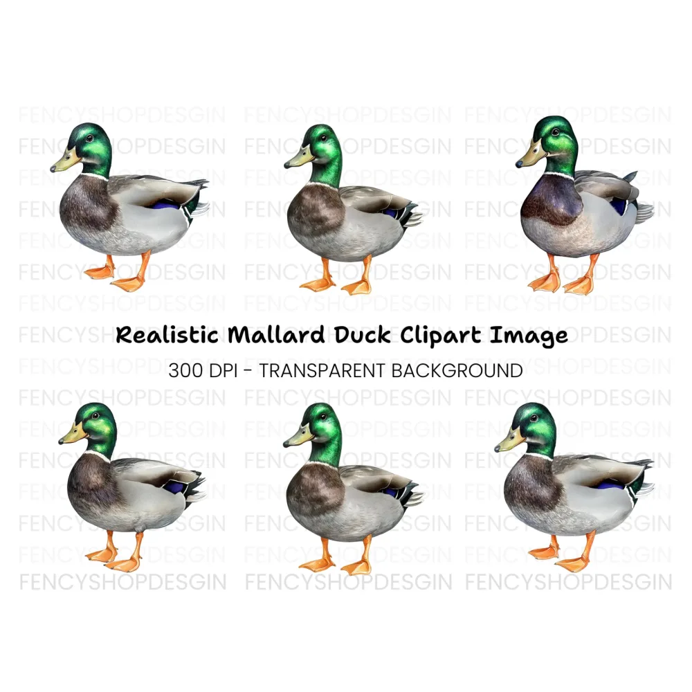 Realistic Mallard Duck Clipart Bundle