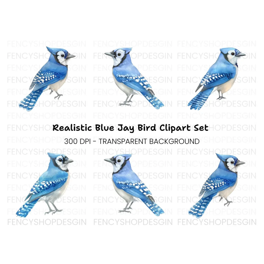 Realistic Blue Jay Bird Clipart Bundle