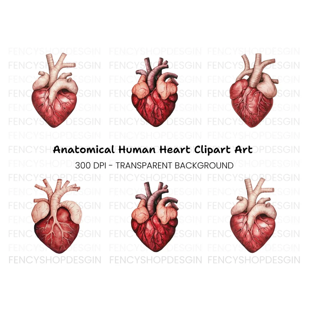 Anatomical Heart Clipart Bundle