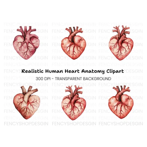 Anatomical Heart Clipart Bundle