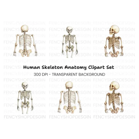 Human Skeleton Clipart Bundle