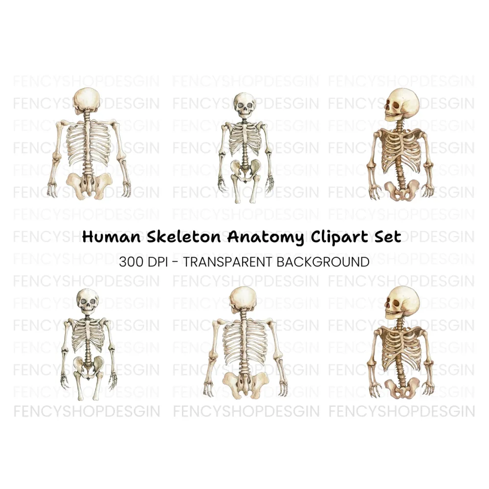Human Skeleton Clipart Bundle
