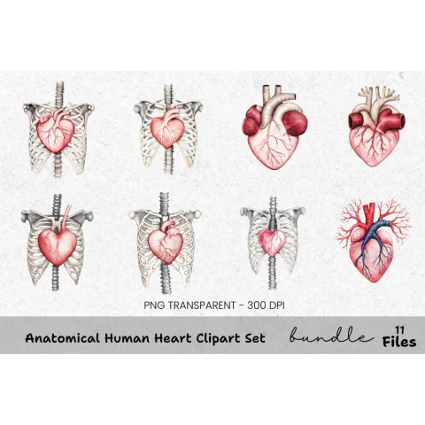 Anatomical Human Heart Clipart Bundle