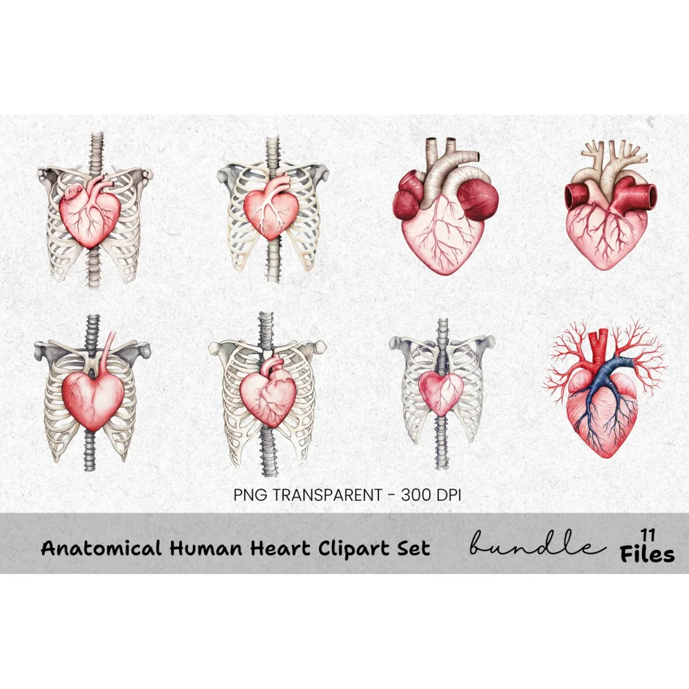 Anatomical Human Heart Clipart Bundle