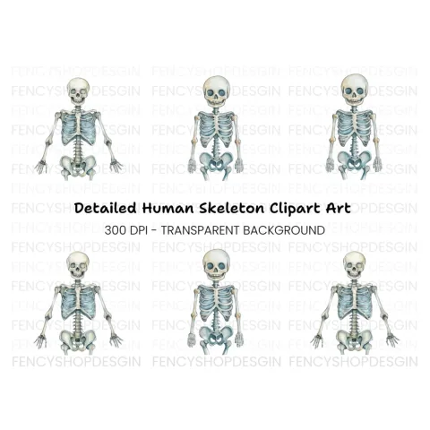 Anatomical Skeleton Graphics Clipart Bundle