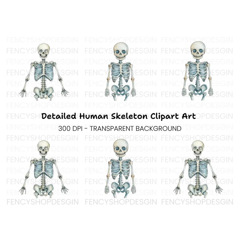 Anatomical Skeleton Graphics Clipart Bundle