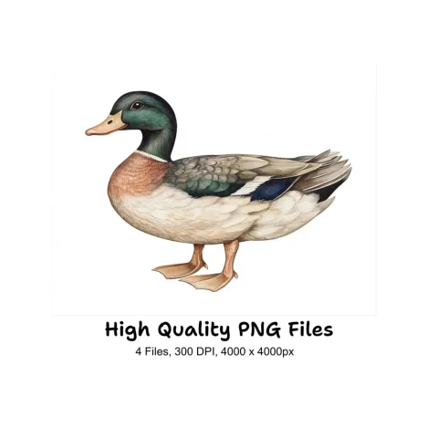 Mallard Duck Clipart Bundle