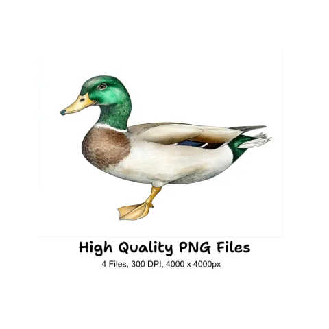 Majestic Mallard Duck Clipart Bundle
