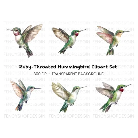 Hummingbird Clipart Bundle