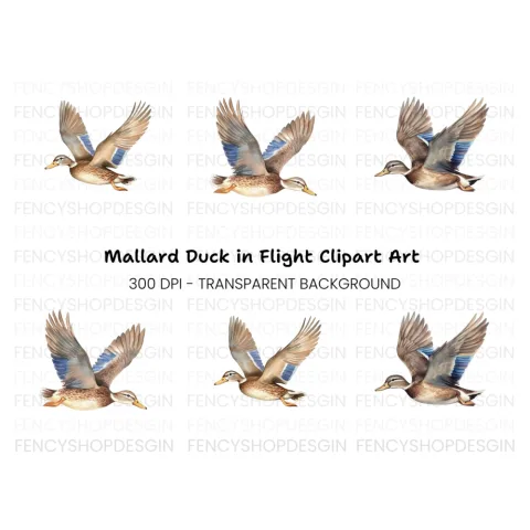 Mallard Ducks in Flight Clipart Bundle